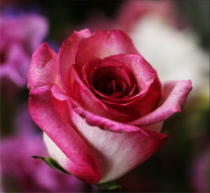 God’s Conditional and Unconditional Love - Weekly Blog Post by Dr. Craig Biehl - pink rose