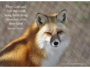 Then God said, 'Let the earth bring forth living creatures after their kind.' - Genesis 1:24 - red fox