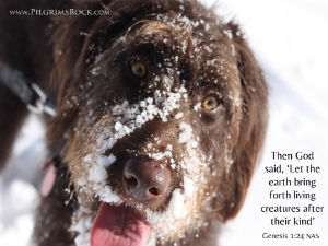 Then God said, 'Let the earth bring forth living creatures after their kind.' - Genesis 1:24 - brown hairy dog with snow on muzzle