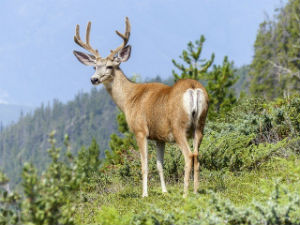 Passing the Buck - Weekly Blog Post by Dr. Craig Biehl - male buck deer in forest