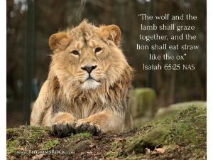 "The wolf and the lamb shall graze together, and the lion shall eat straw like the ox." Isaiah 65:25 - lion lying on grass facing us