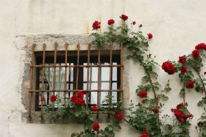 Thorns as Windows to the Soul - Weekly Blog Post by Dr. Craig Biehl - barred window with red roses climbing around it