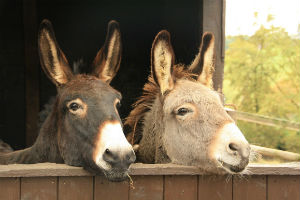 Essential Lessons from Balaam’s Demise - Weekly Blog Post by Dr. Craig Biehl - dark brown and grey donkeys with heads over a fence